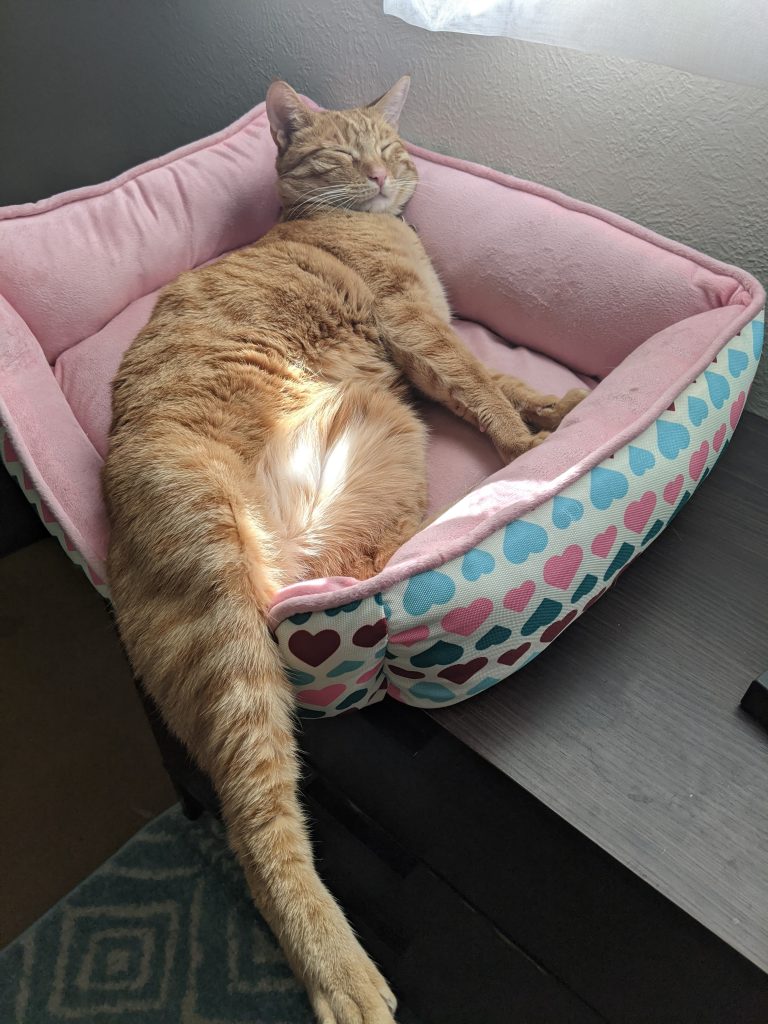An orange cat in a cat bed with one leg extrended