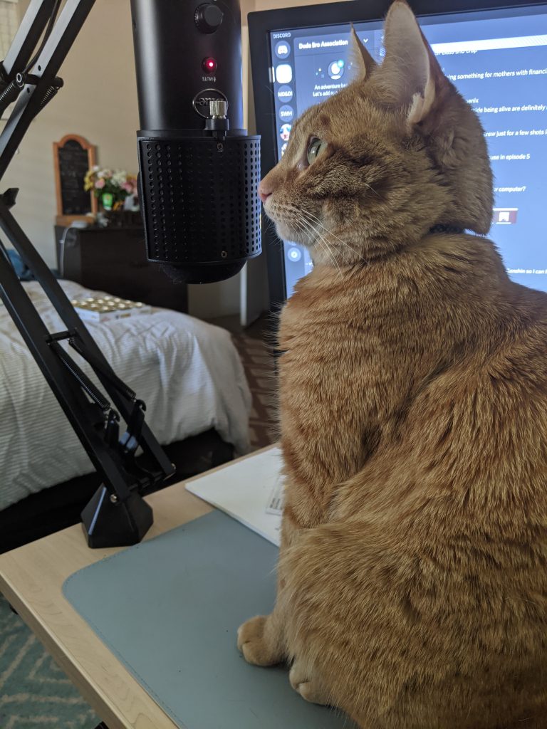 An orange cat in front of a microphone