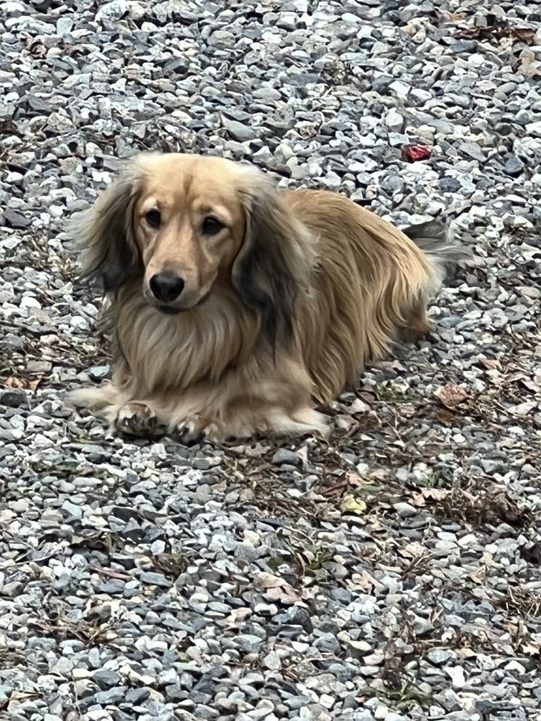 A long-haired Dachshund