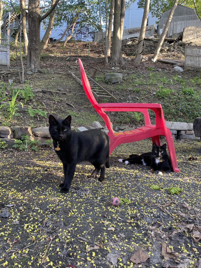 A black cat standing outside with another cat behind it