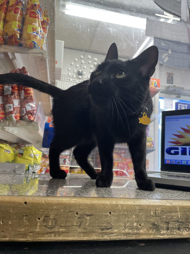 a black cat on a store counter