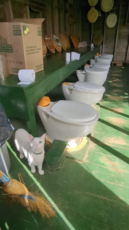 A row of toilets in an outdoor structure, with no dividers, and a one-eyed cat in the foreground