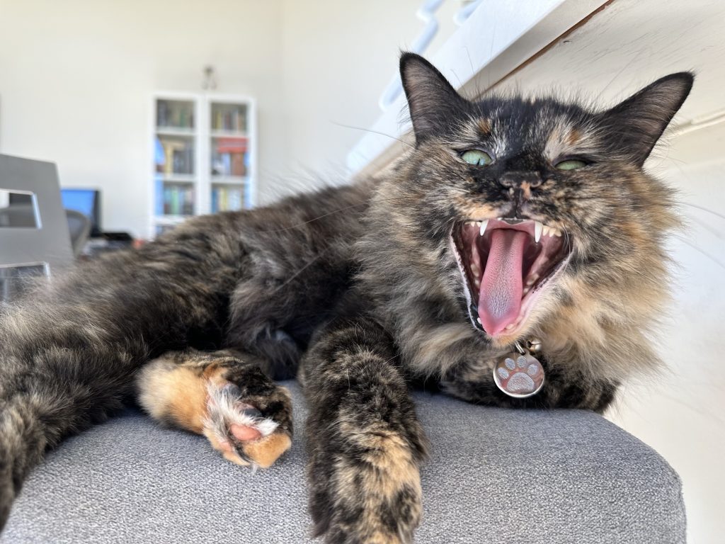 A tortie cat with its tongue out