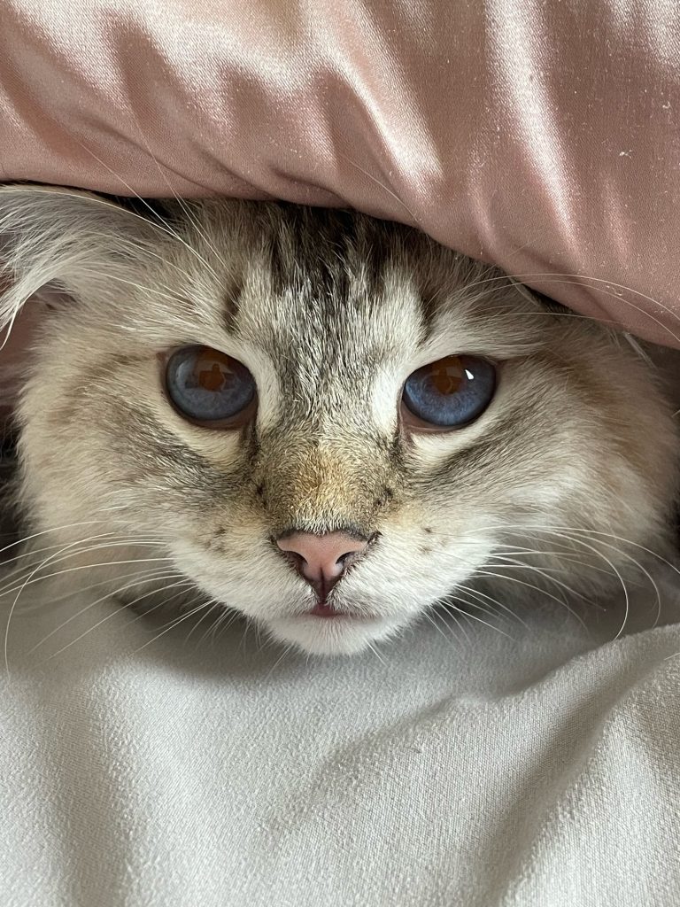 a gray cat's face looking straight into camera