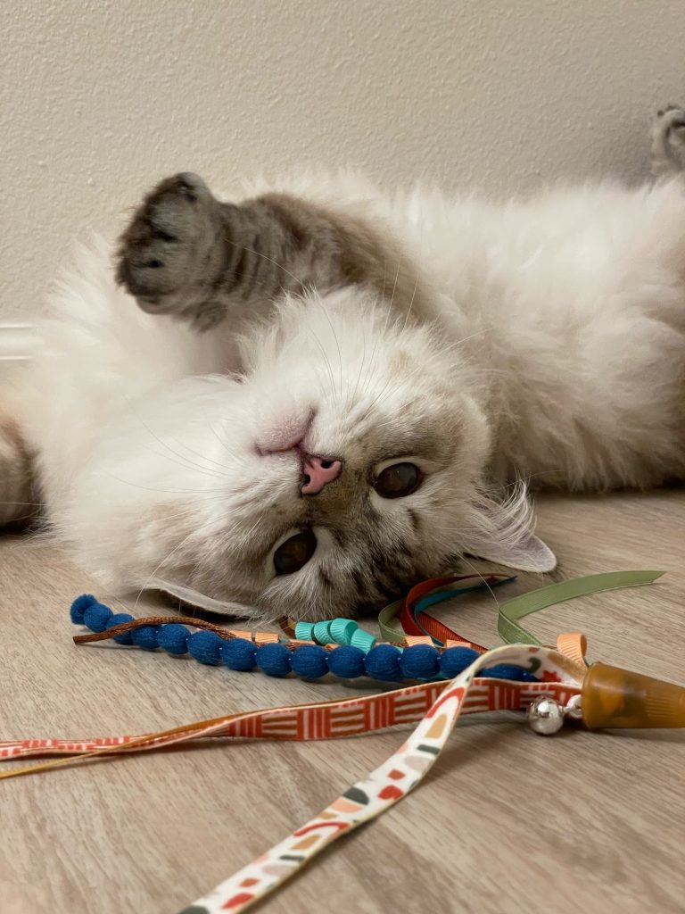 Gray cat on its back with a paw outstretched, eyes looking at camera