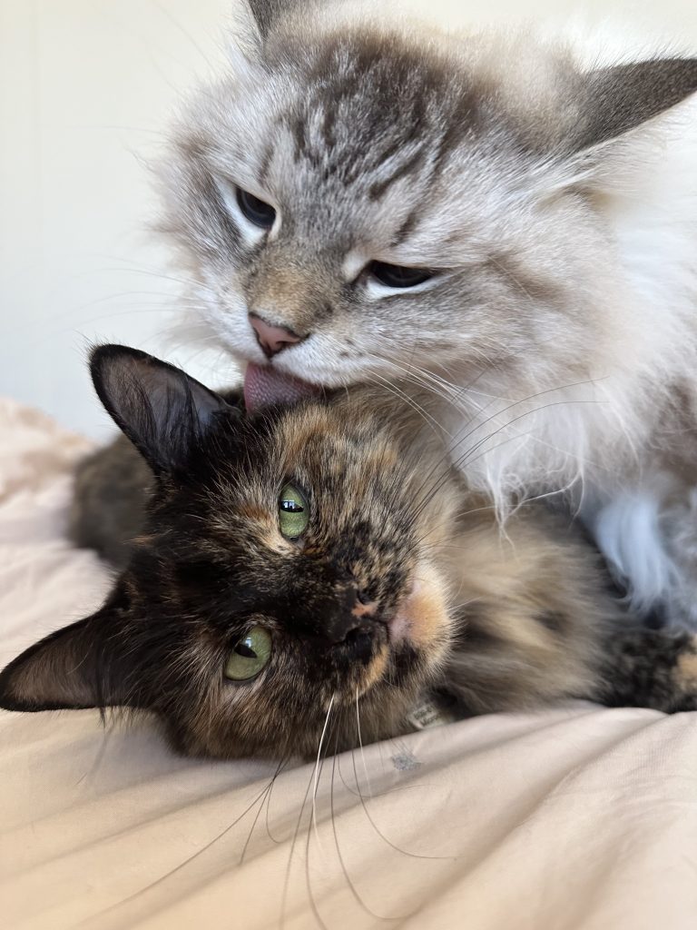 The gray cat and the tortie cat snuggling