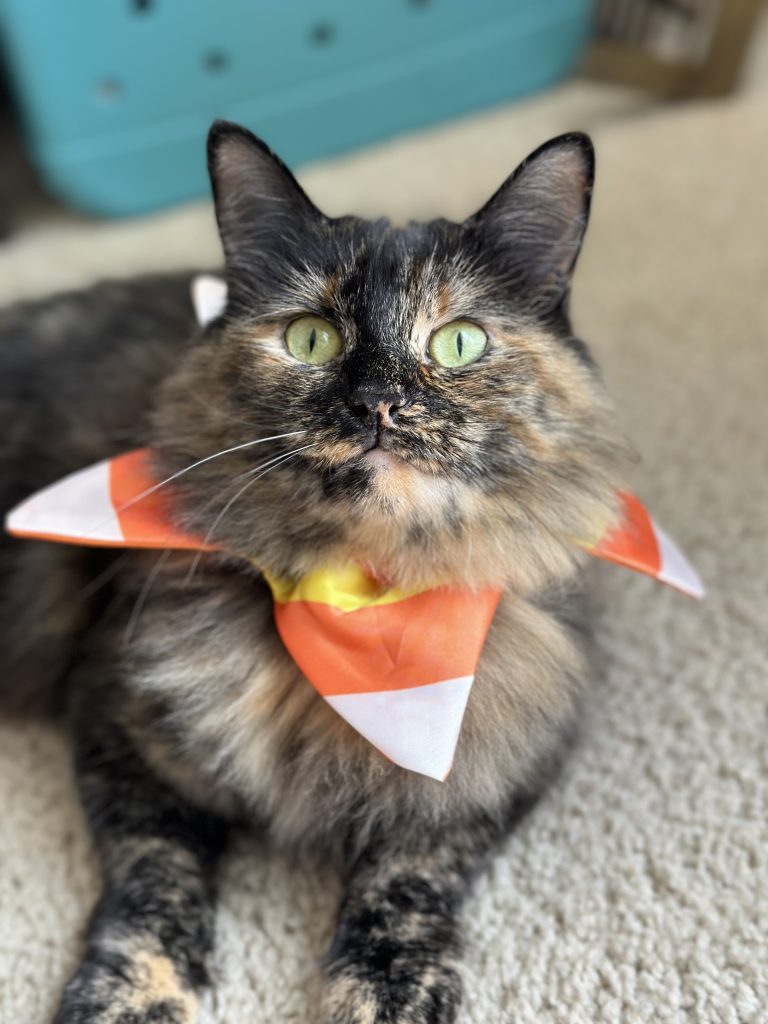 A tortie cat with a candy corn collar on