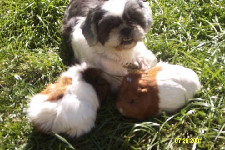 a small dog with two guinea pigs on either side of it