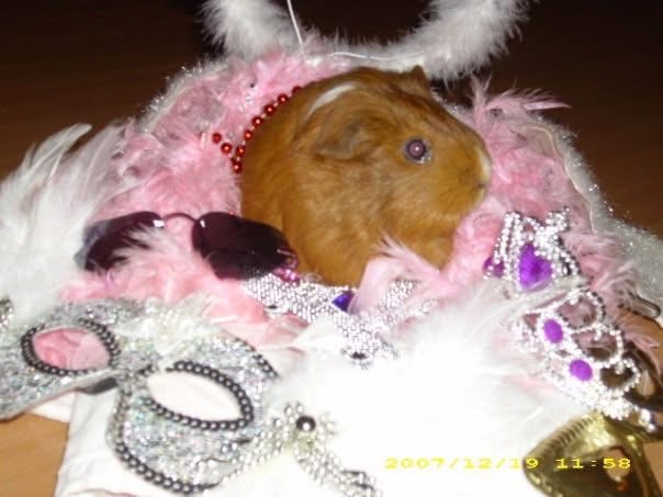 a guinea pig surrounded by feather boas, beads, sunglasses and other accessories