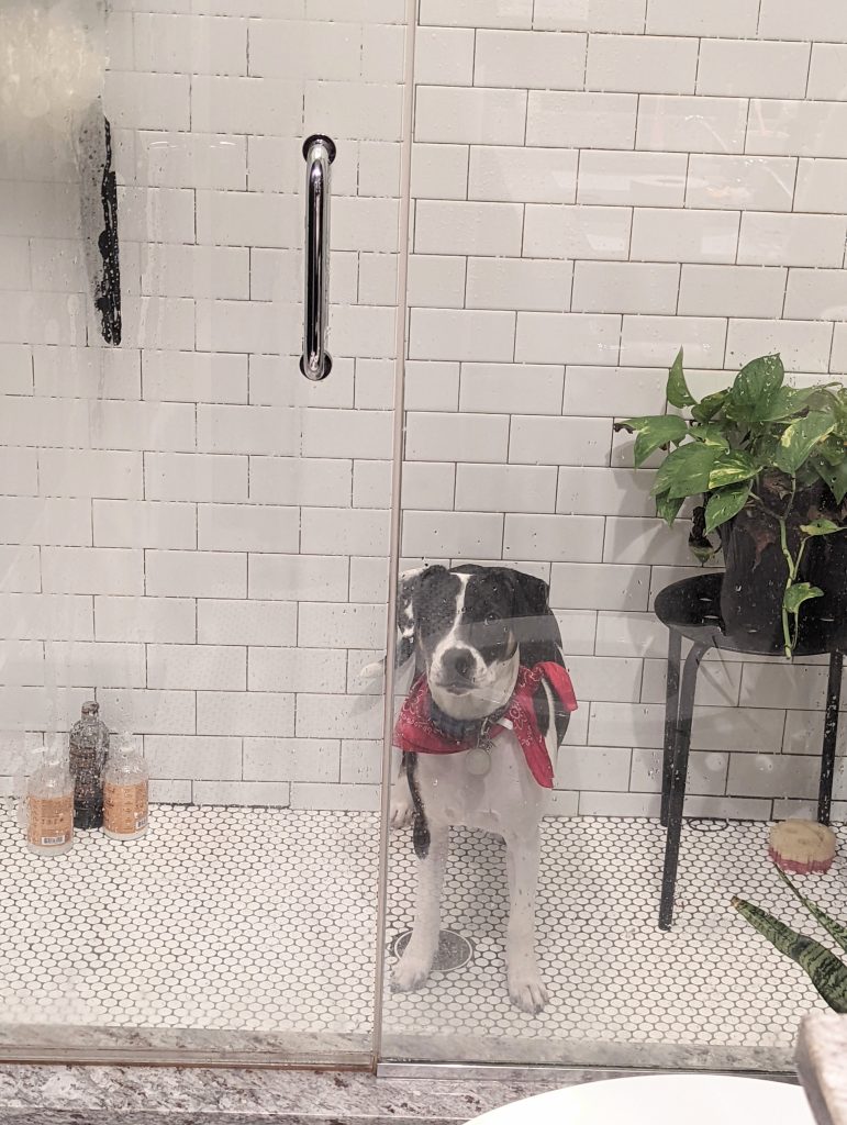 A black and white dog with a red bandana standing in a shower looking confused as to how it got there