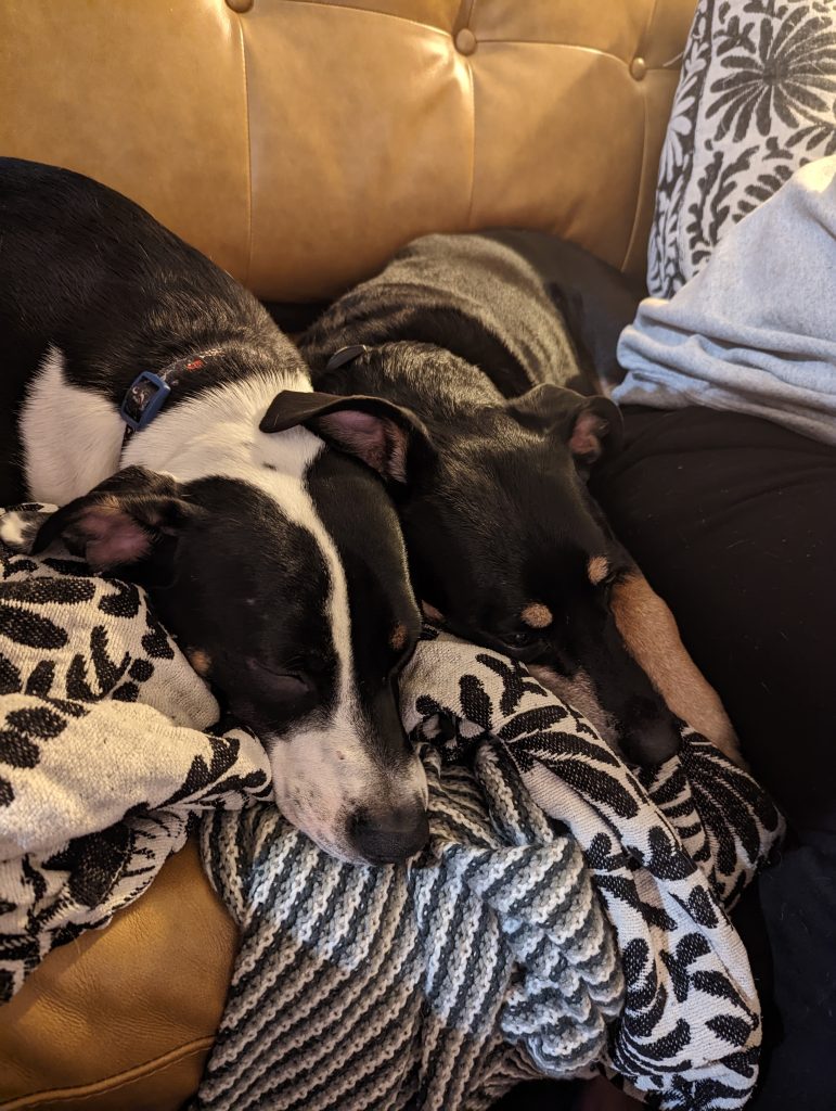 A black and white dog and a brown and black dog snuggled up next to each other on a sofa