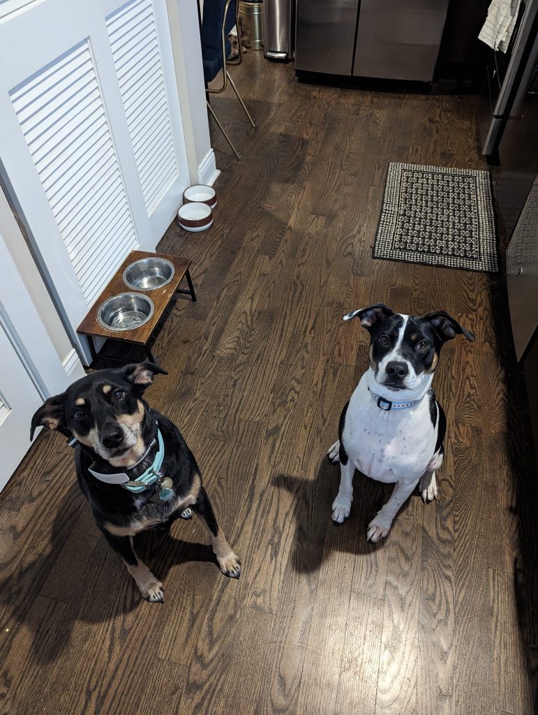 A brown and black dog next to a white and black dog. Both are standing in front of their food bowls and looking serious and ready for food