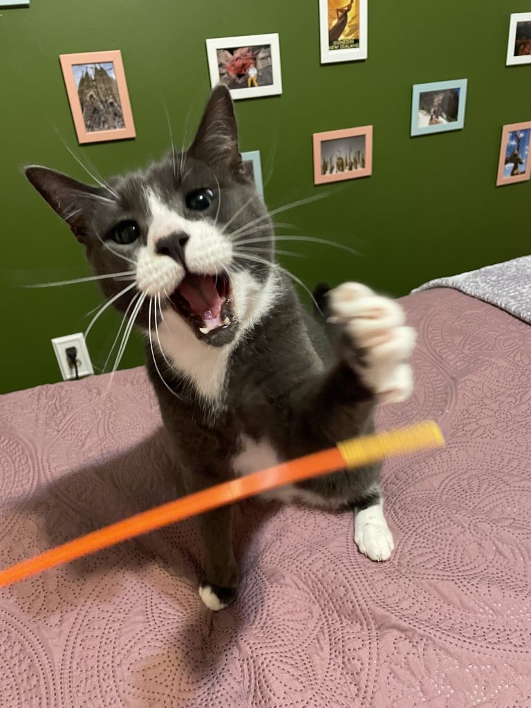 A cat playfully batting at an orange and yellow stick, with its mouth open