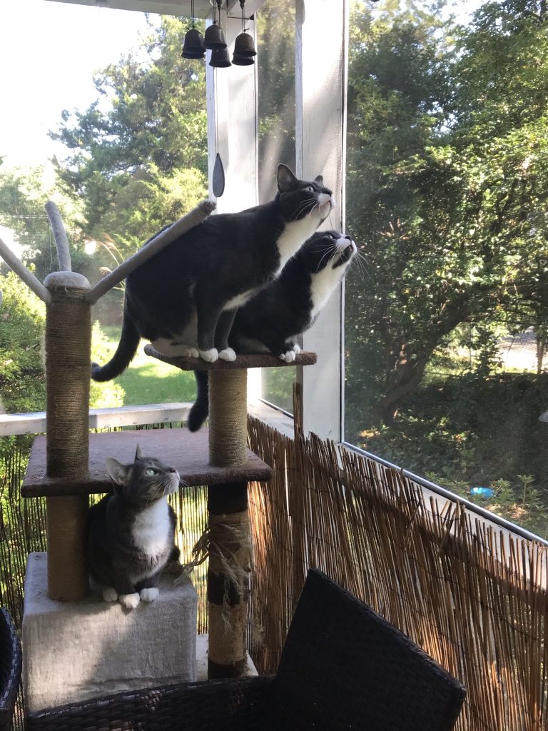 Three cats on a cat tree located in a screened-in patio. They are all looking outside.