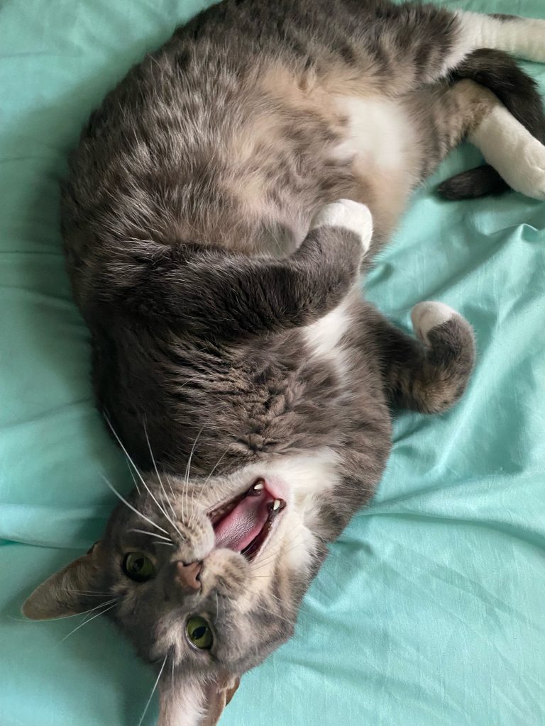 A cat laying on its back with paws up and mouth wide open