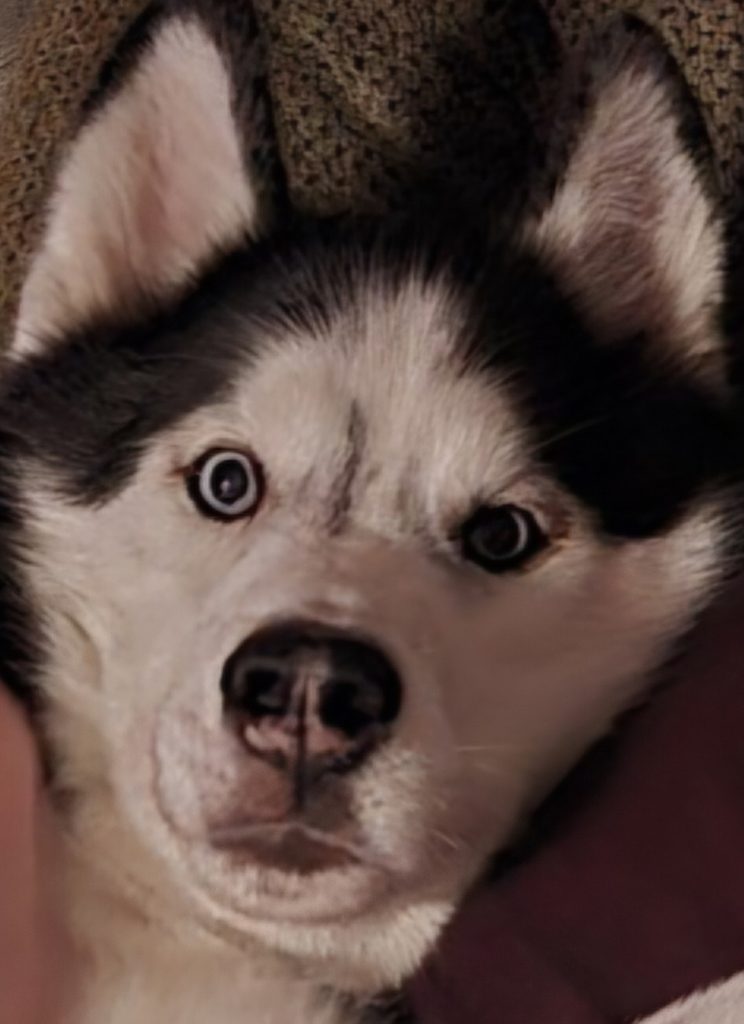 a husky dog's face