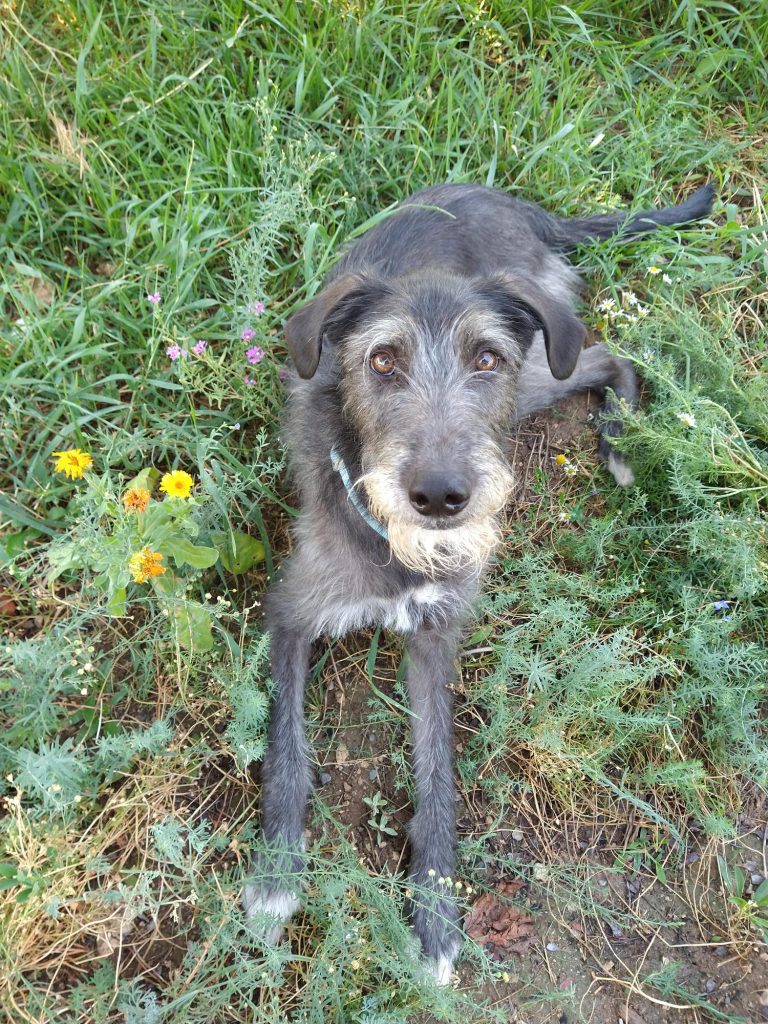 A scruffy dog laying in grass