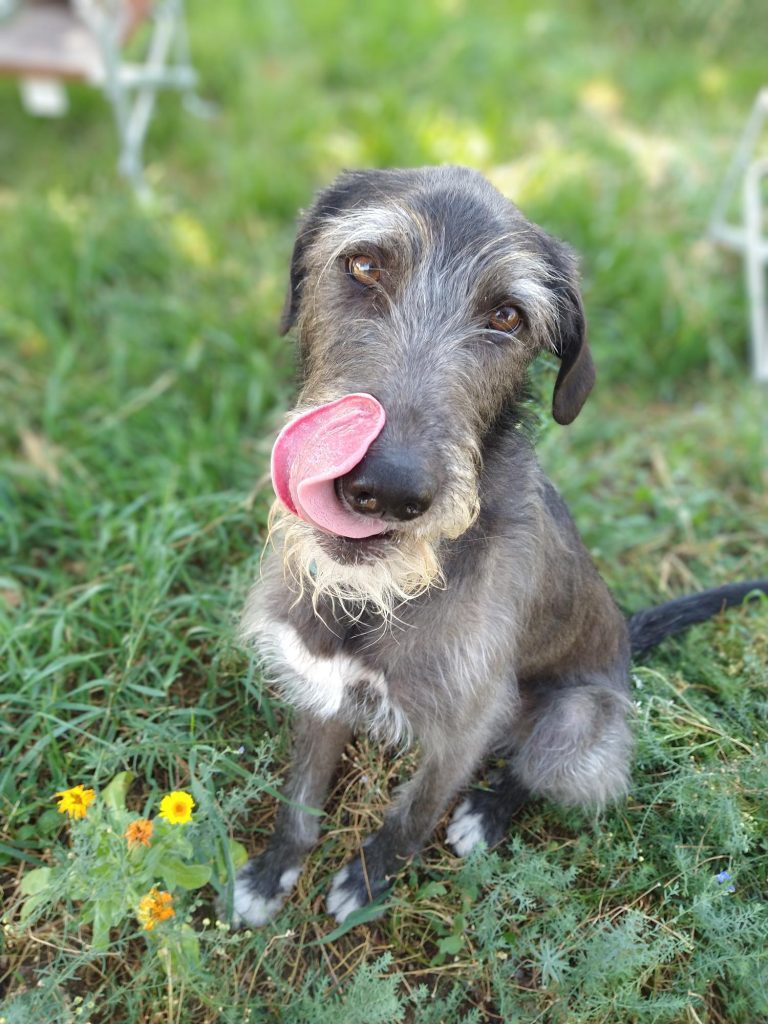 A scruffy dog with its tongue out