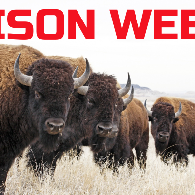 Bison Week – Day 1