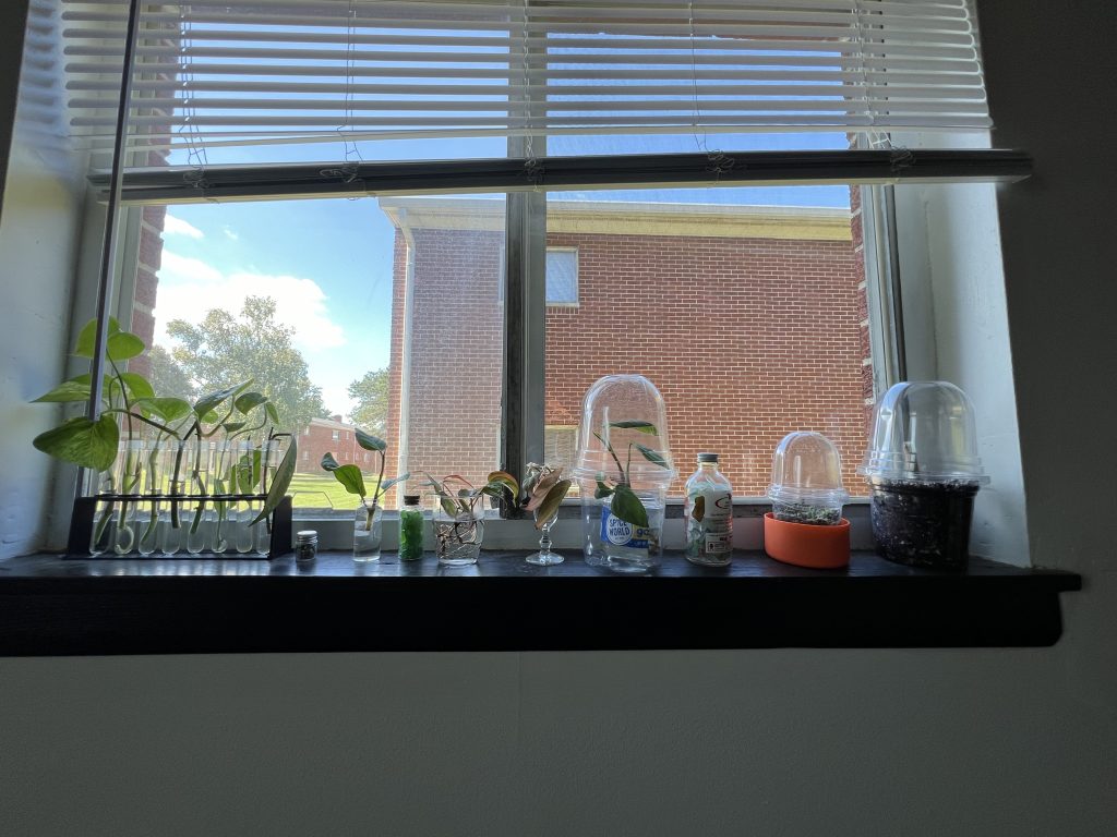 Tiny glass jars with plants in them on a windowsill