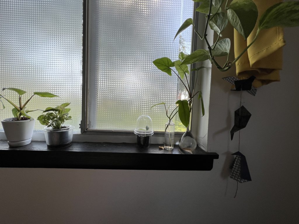 Tiny glass jars with plants in them on a windowsill