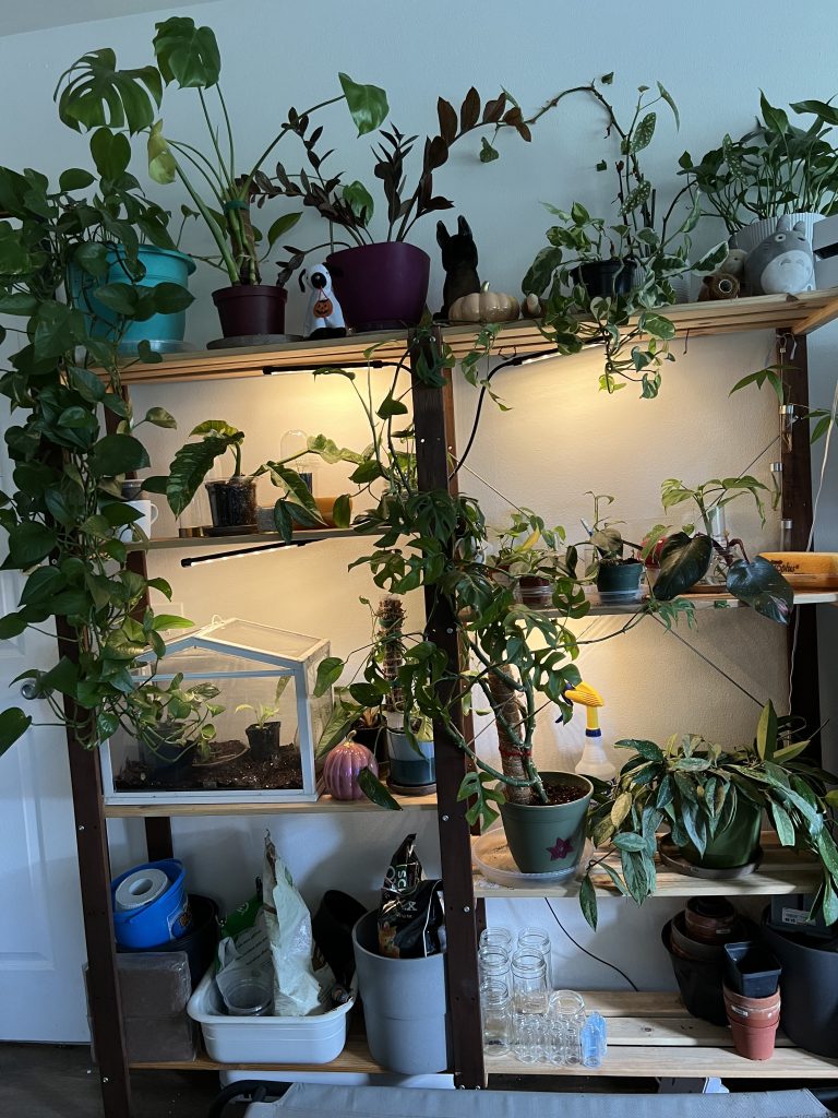Tiny glass jars with plants in them on a large shelving unit
