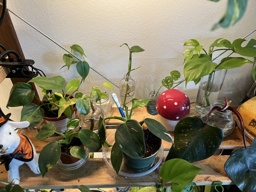 plants on a shelf