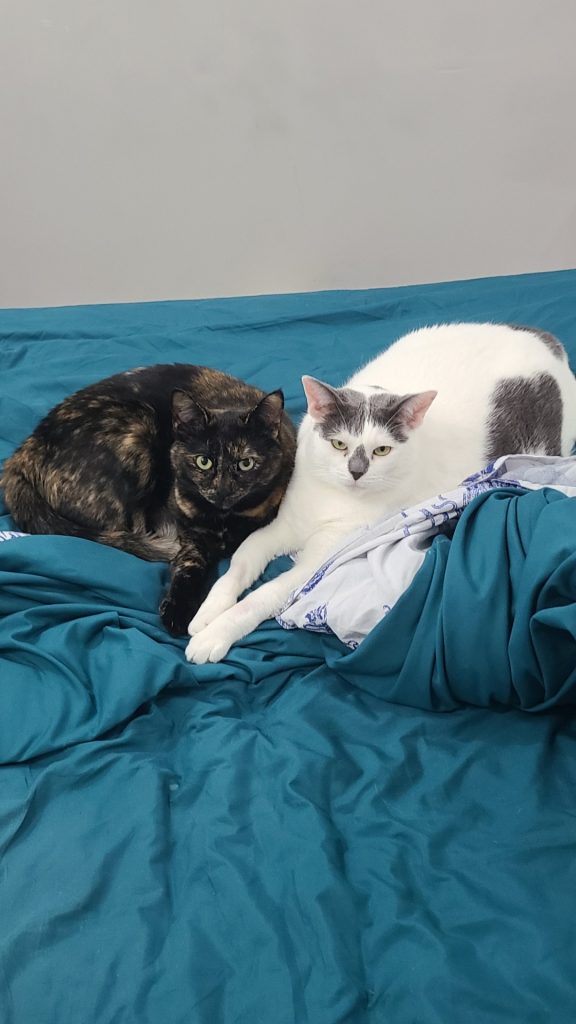 A tortie cat and a white cat with gray coloring cuddled together on a blue blanket