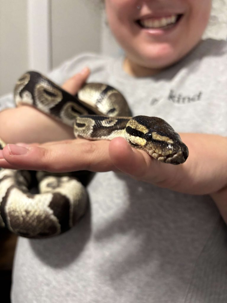 A ball python in a person's hands