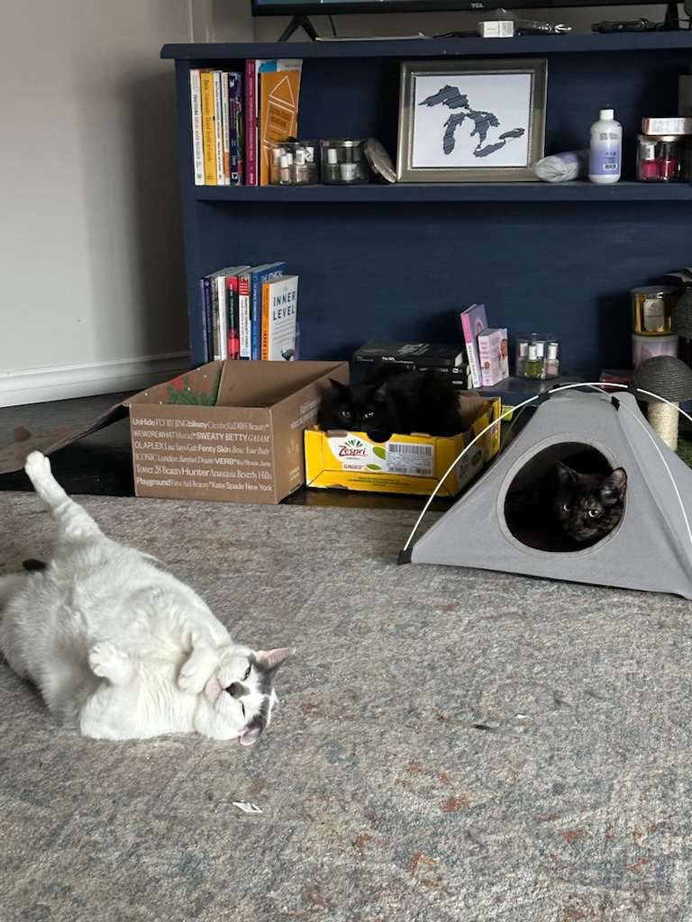 three cats in a room in the foreground, but in the background is a sparesly filled bookcase