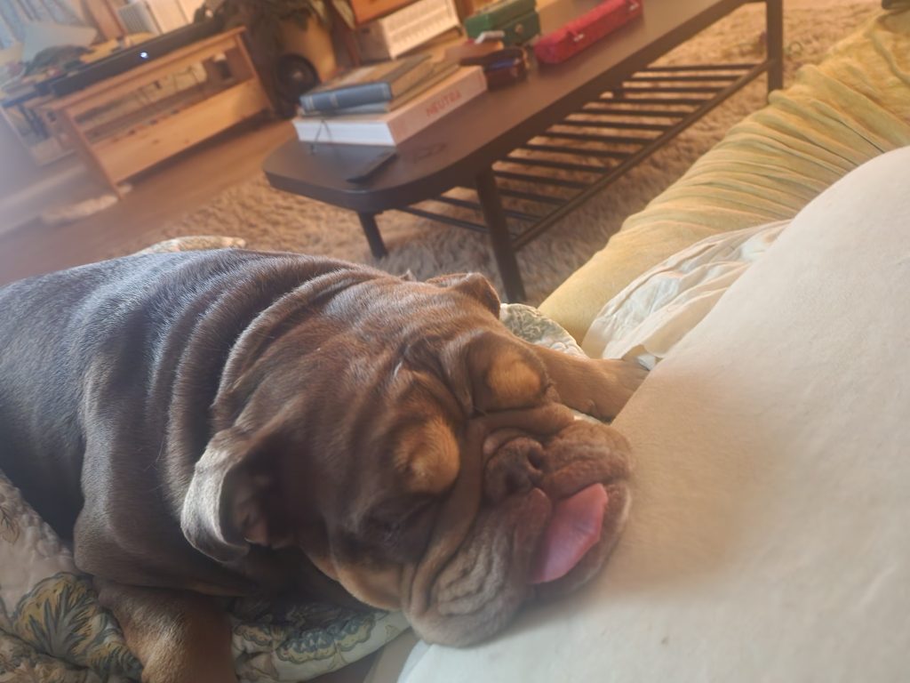 A bulldog resting her face on a pillow with her tongue out