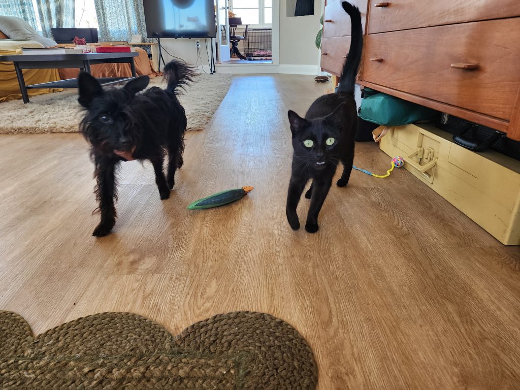 A small, black dog standing next to a black cat