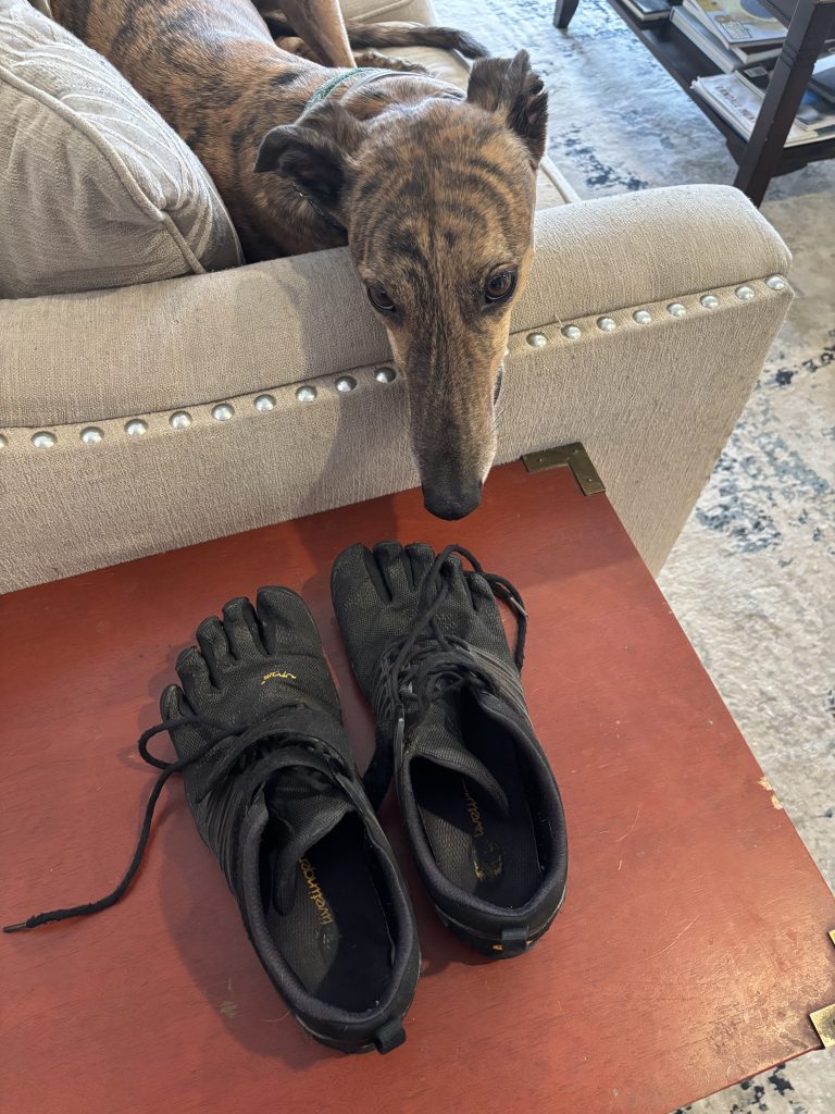 a pair of toe shoes on a side table with a dog's face in frame looking at them