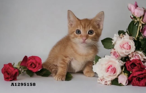An orange kitten on a glamor shot style set with a white background and roses on either side of it