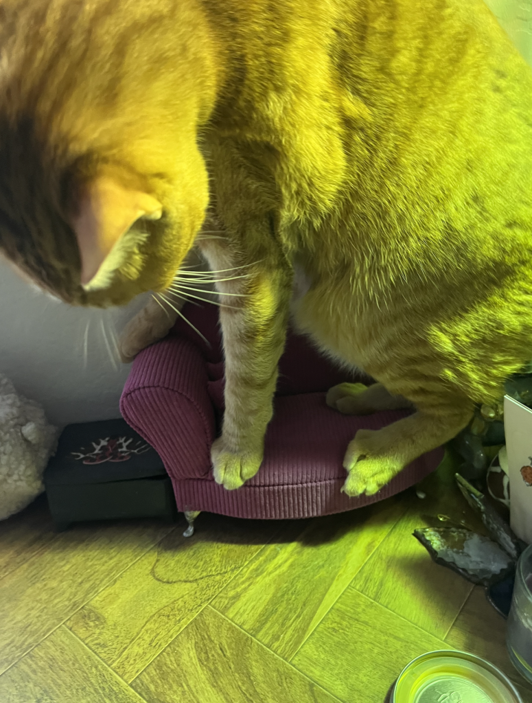 An orange cat standing on a miniature sofa
