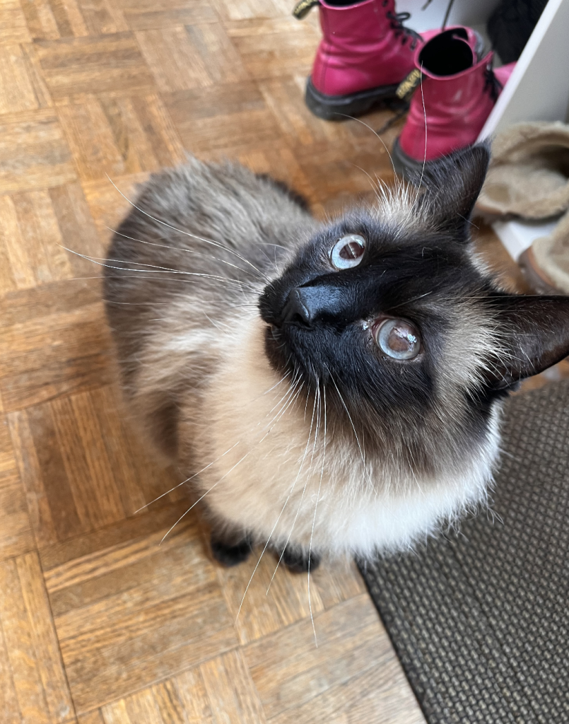 A black and white Siamese cat with blue eyes, standing on a wood floor and looking up