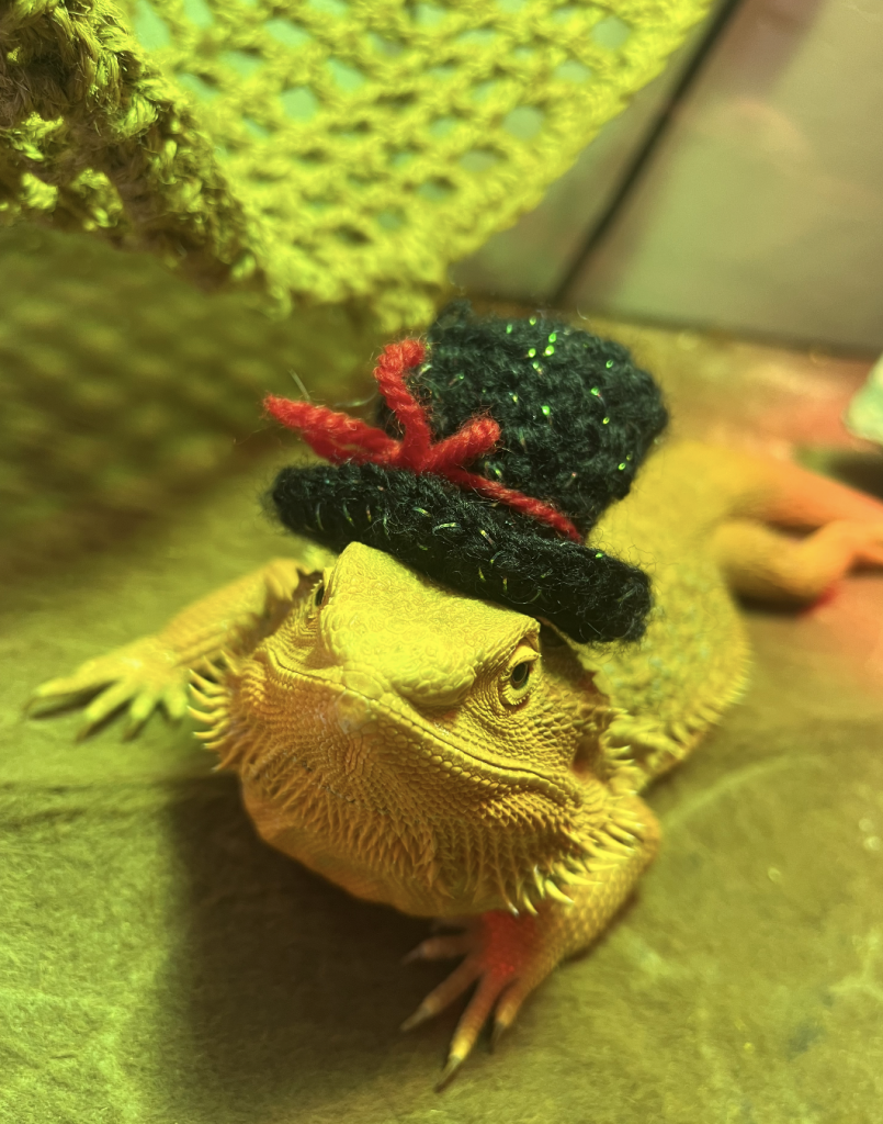 An orange bearded dragon wearing a crocheted top hat