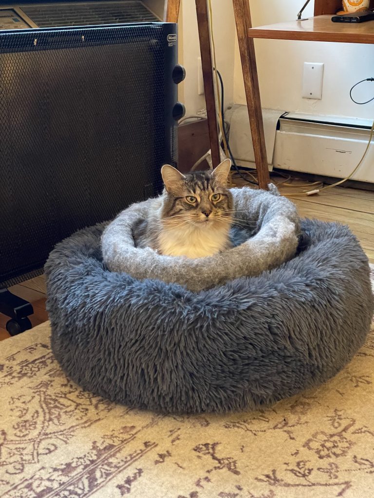 a cat sitting in a cat bed, which is inside another cat bed
