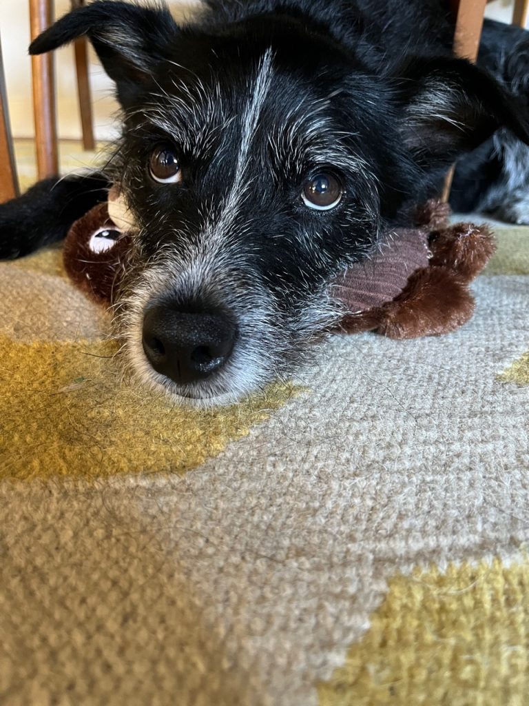 A black scruffy dog with white around the snoot and chest laying on a white rug
