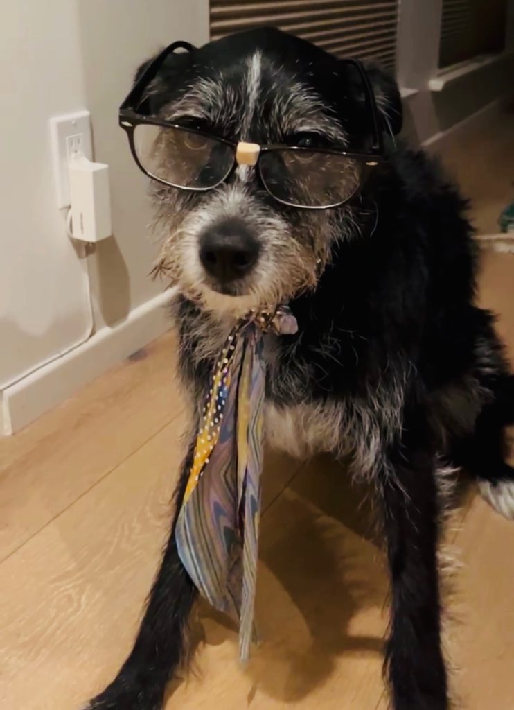 A black scruffy dog with white around the snoot and chest wearing glasses and a neckerchief