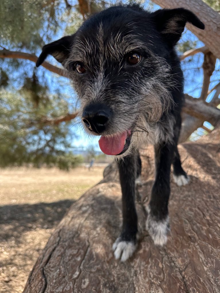 A black scruffy dog with white around the snoot and chest standing on a large rock