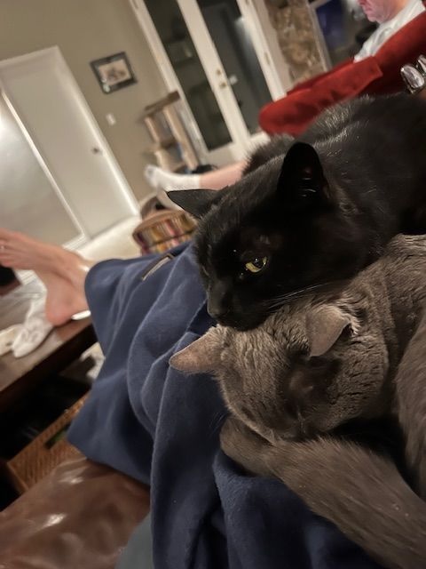 a gray cat snoozing with a black cat laying on top of them
