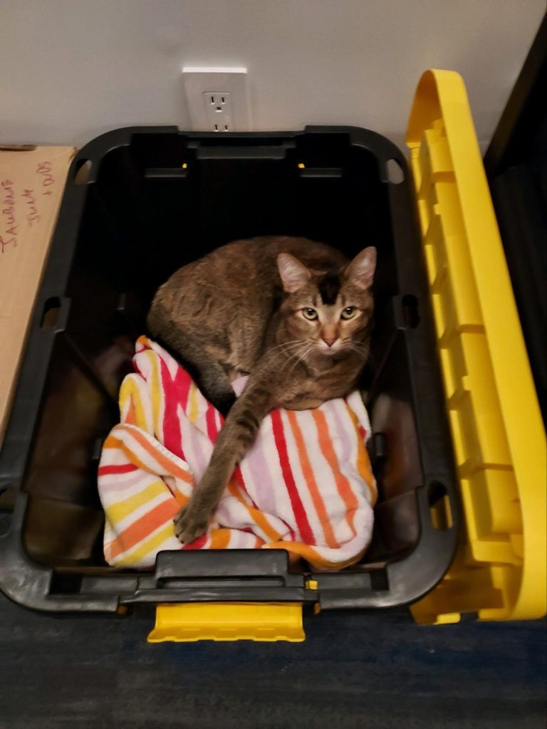 A cat laying down in a storage crate