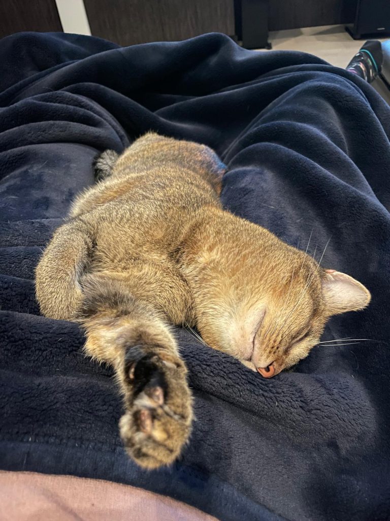 A cat laying down and stretching out a paw in front of them