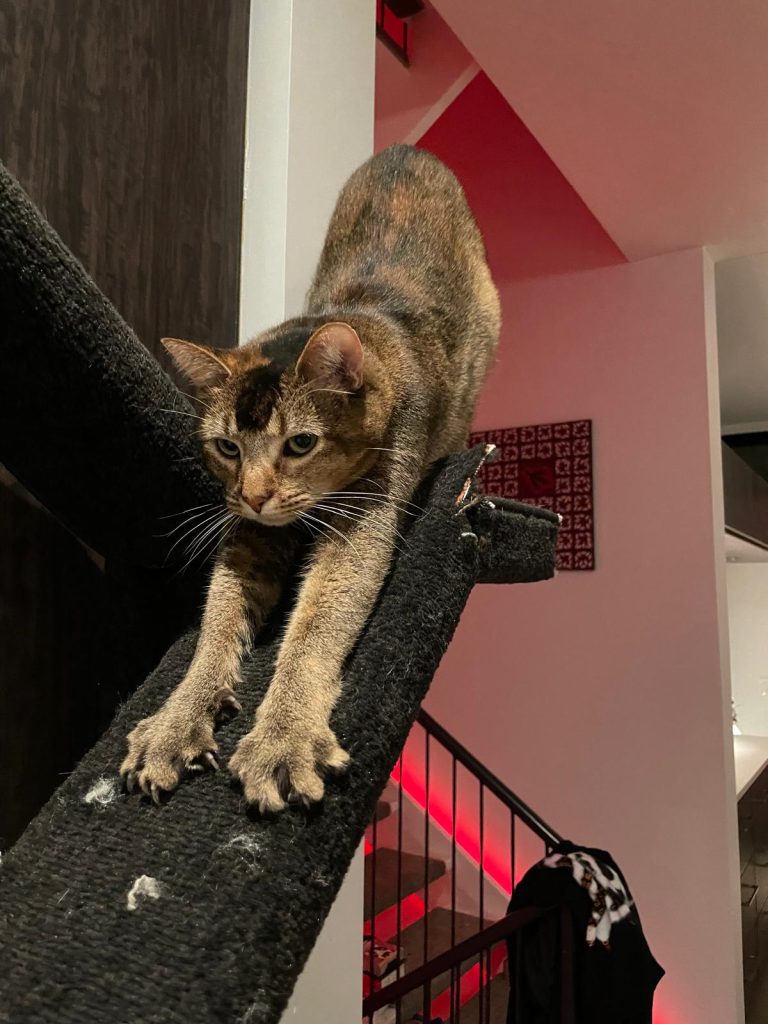 A cat stretching its front paws out, with claws out for scratching a cat scratch pad