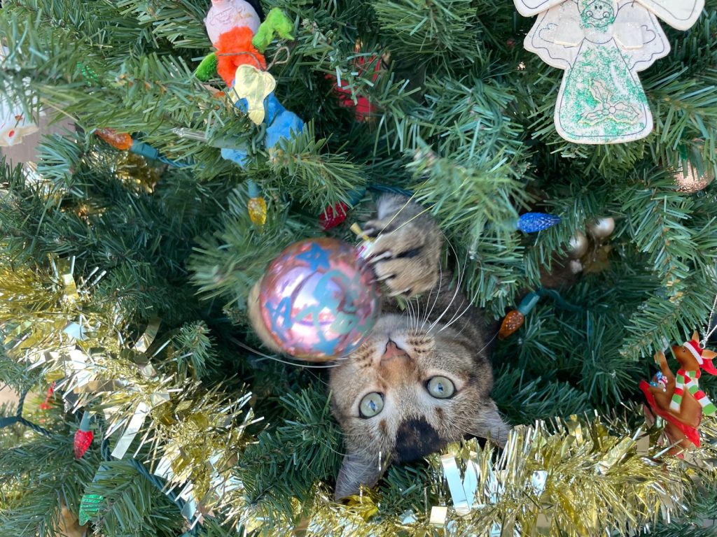 A cat hiding in a Christmas tree