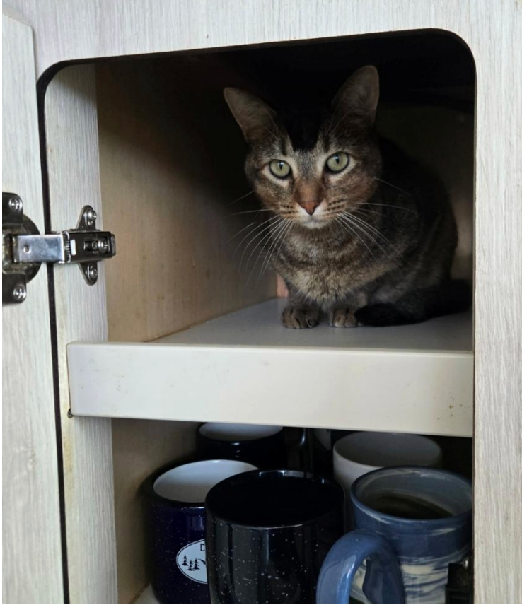 A cat inside a kitchen cabinet