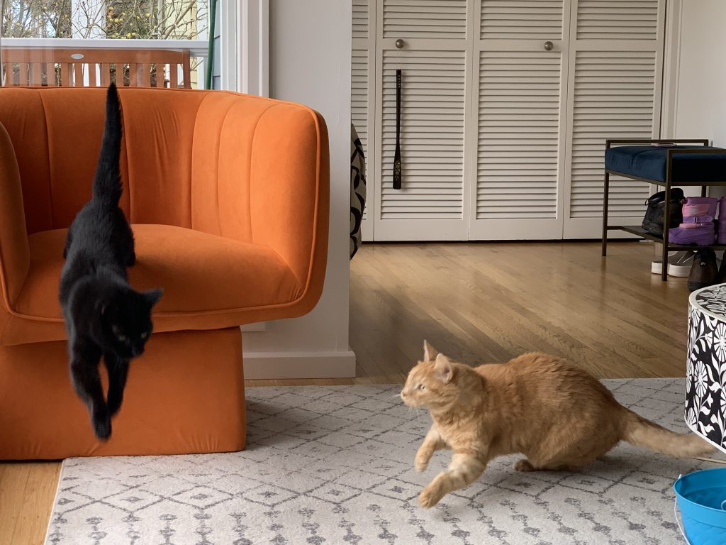 A black cat jumping off of an orange sofa, and an orange cat on the floor to the right of it