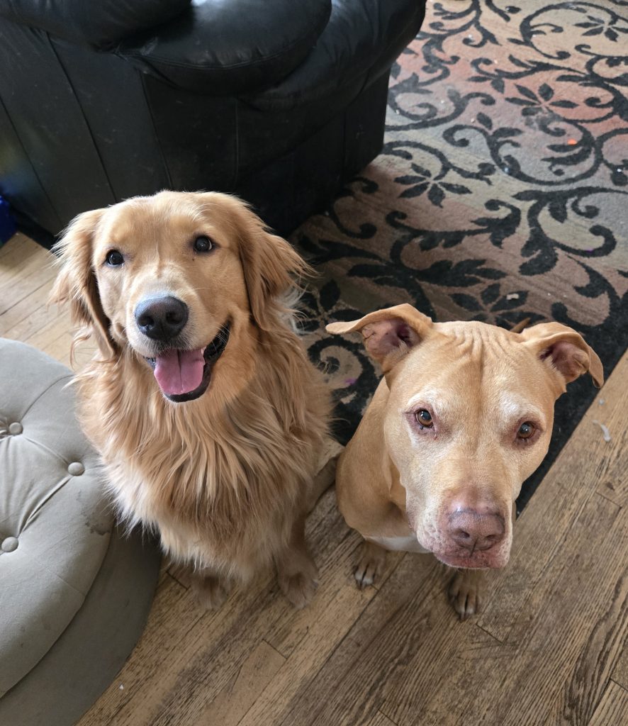A golden shepherd and a pitbull next to each other.
