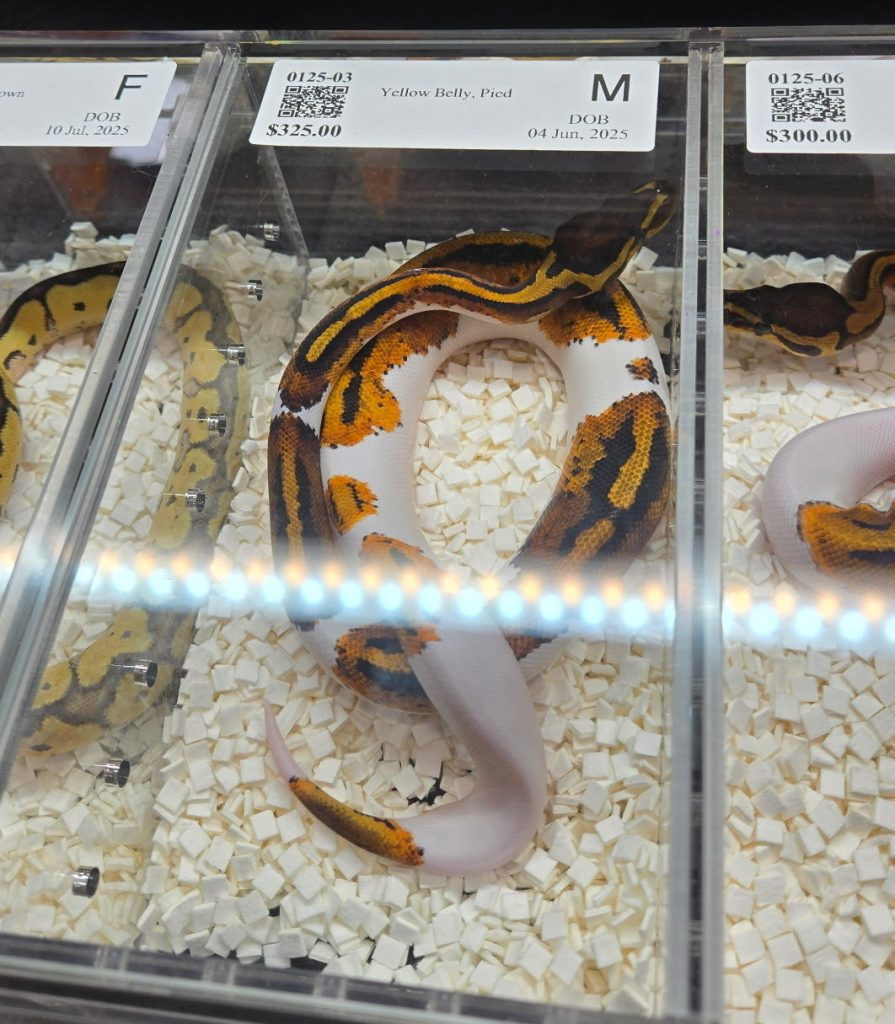A white, orange, and black snake in a tank.
